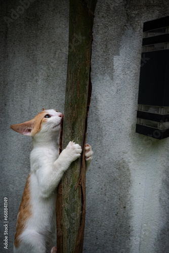 Curious cat conquers the treetops with ease.