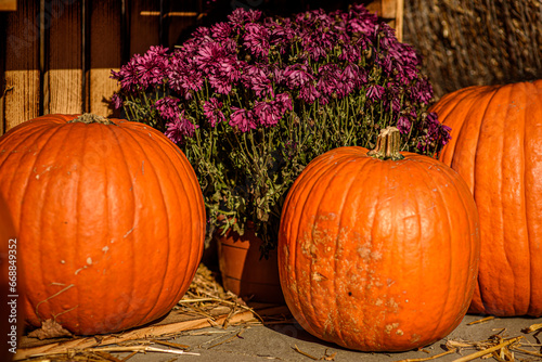 Pumpkins on the Sidewalk in the Rays of the Orange Setting Sun, Wooden Box and Autumn Leaves in the Background