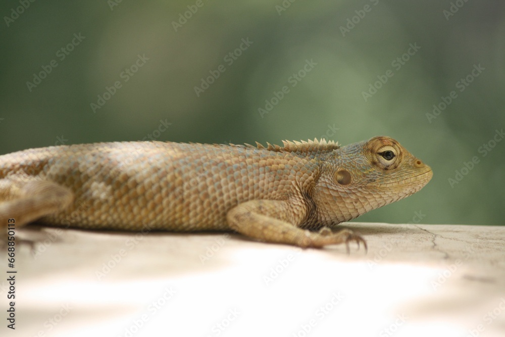 a brown and white lizard laying on a wooden floor next to water a brown and white lizard laying on a wooden floor next to water