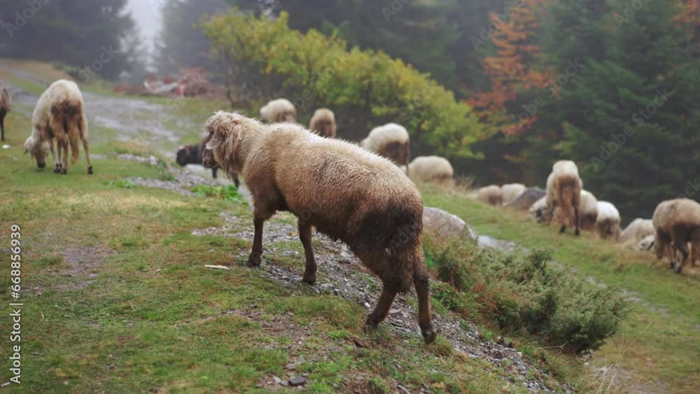 Sheep grazing in an autumn meadow near the forest, white woolly animals calmly eating grass. Animal in nature Sheep grazing in an autumn meadow near the forest, white woolly animals calmly eating grass. Animal in nature