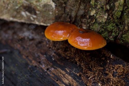 mushroom on a log 