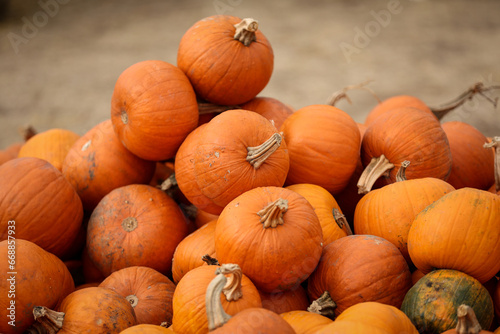 Lots of orange pumpkins in a market before the Halloween celebration