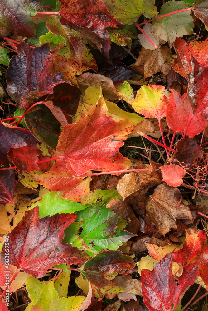 Obraz premium Colorful fallen leaves close up view autumn time .