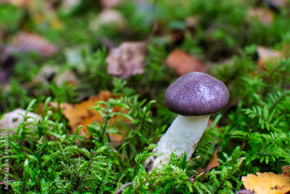 Gomphidius glutinosus. Edible mushroom in the natural environment. Slimy spike-cap. Gomphidius glutinosus. Edible mushroom in the natural environment. Slimy spike-cap.