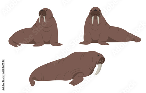 Set of walrus animals in different poses isolated on white background. Sea or ocean water mammal animal. Walrus icons. Nature Vector flat or cartoon illustration.