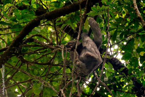 Peresosos en el arbol