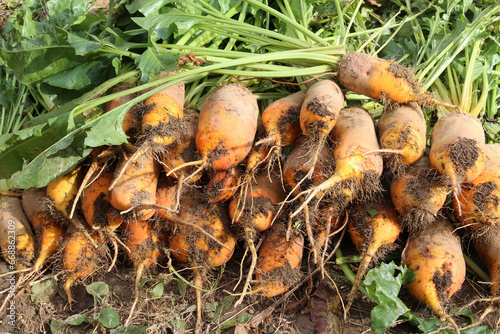 In the field on the pile are fodder beets