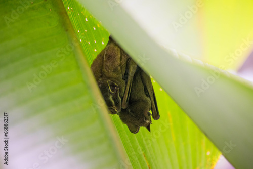Murcielagos