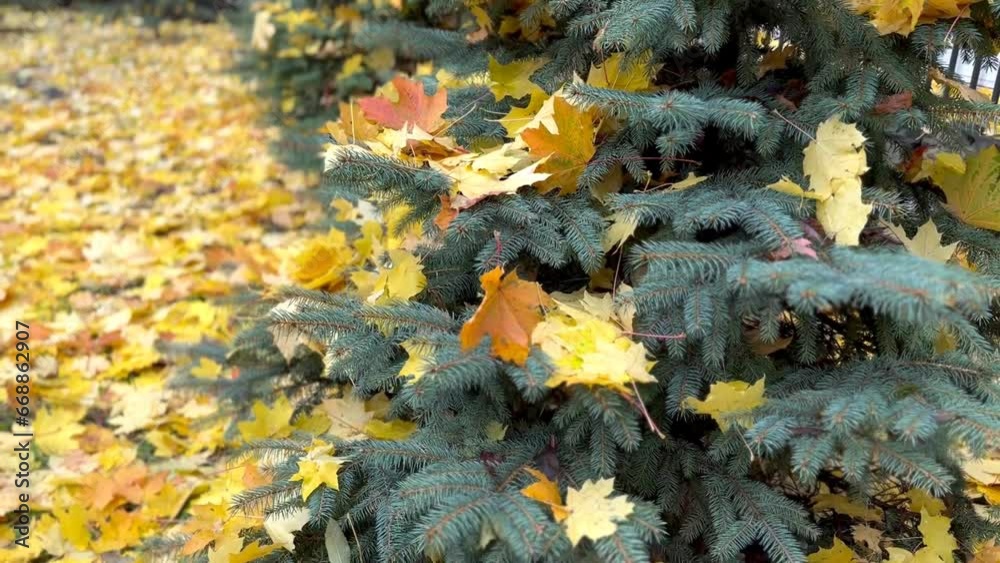 green spruce branches in yellow fallen maple leaves. Golden autumn green spruce branches in yellow fallen maple leaves. Golden autumn