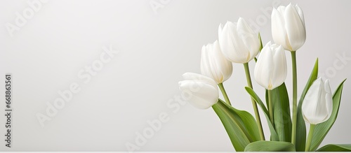White tulip named Annelinde