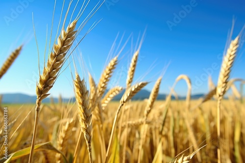 close-up of golden ears of wheat in a field under clear sky