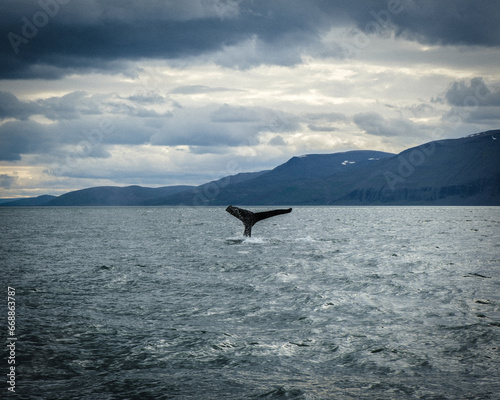Whale tail above the water