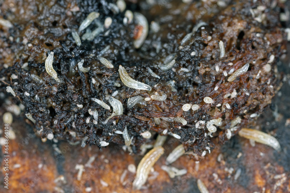 Vinegar fly or common fruit fly (Drosophila melanogaster) larvae in a breeding. Vinegar fly or common fruit fly (Drosophila melanogaster) larvae in a breeding.