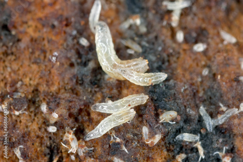 Vinegar fly or common fruit fly  Drosophila melanogaster  larvae in a breeding.