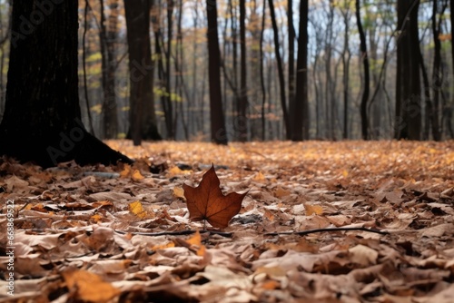 lone fallen leaf among standing trees