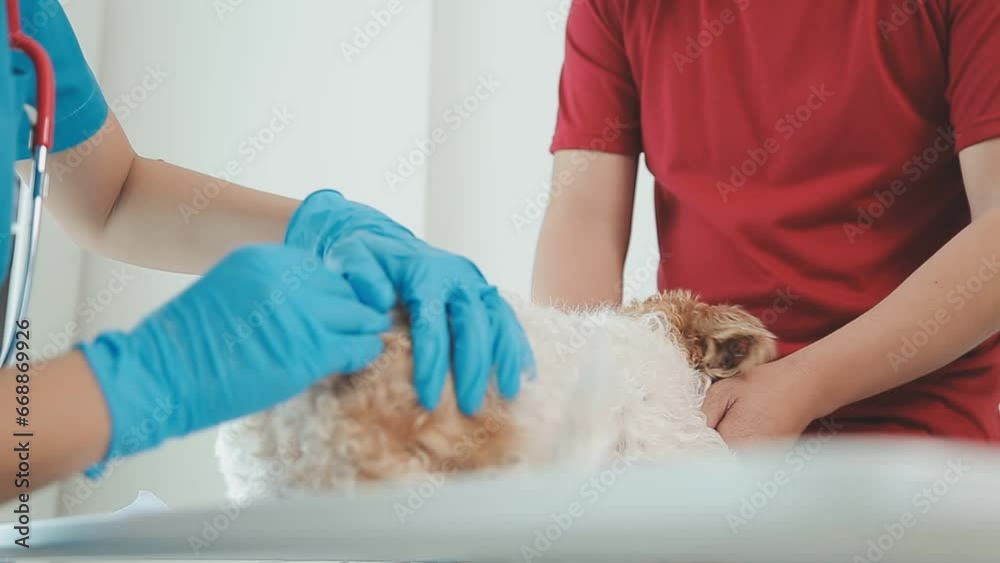 Veterinarian doctor and a labrador puppy at vet ambulance Veterinarian doctor and a labrador puppy at vet ambulance