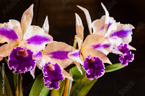 Orchids are plants loved for their beauty and delicacy, with different species and different colors.
