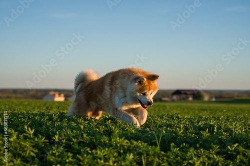akita, chien japonais sautant dans sa course dans un champ, un soir d'été sous u Fototapet