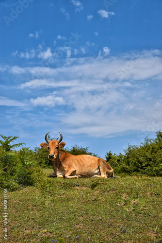 A brown cow with sharp horns resting on the grass