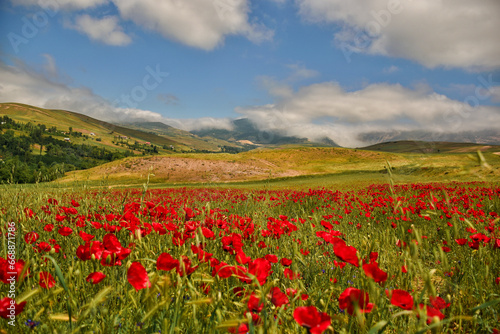 A field full of red anemone flowers on a spring day with a cloudy sky and an amazing view