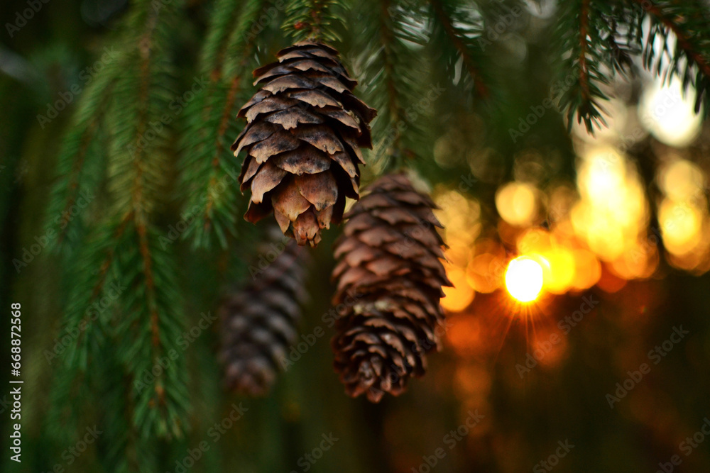 The warm beams of a winter sunset through a pine tree with pine cones with a bokeh effect. The warm beams of a winter sunset through a pine tree with pine cones with a bokeh effect.