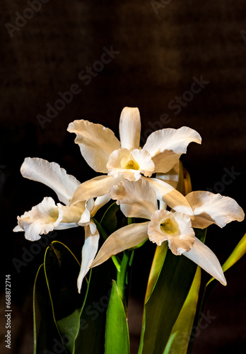 Orchids are plants loved for their beauty and delicacy, with different species and different colors.
 photo