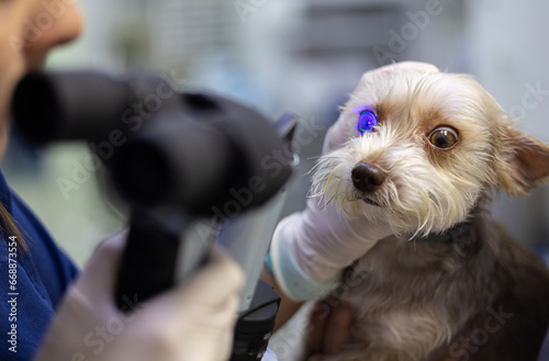The dog's eyes are examined on the table by a veterinary ophthalmologist with a slit lamp microscope in his hands. A veterinarian checks a dog's eyes for glaucoma using a microscope. photo