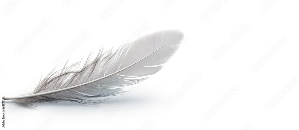 Obraz premium Floating gray bird feather isolated on white background