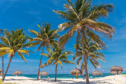 Fototapeta Naklejka Na Ścianę i Meble -  Palms on the beach  - Cayo Levisa, Cuba