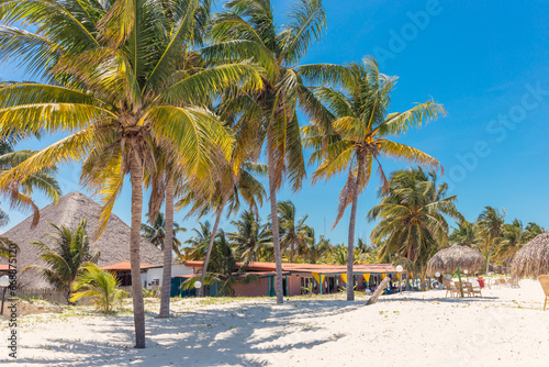 Palms on the beach  - Cayo Levisa  Cuba
