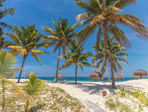 Palms on the beach  - Cayo Levisa, Cuba photo