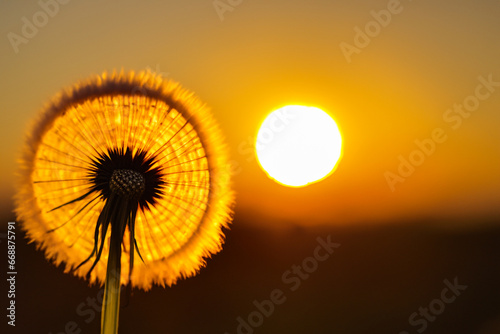 dandelion on sunset background © Ruslan
