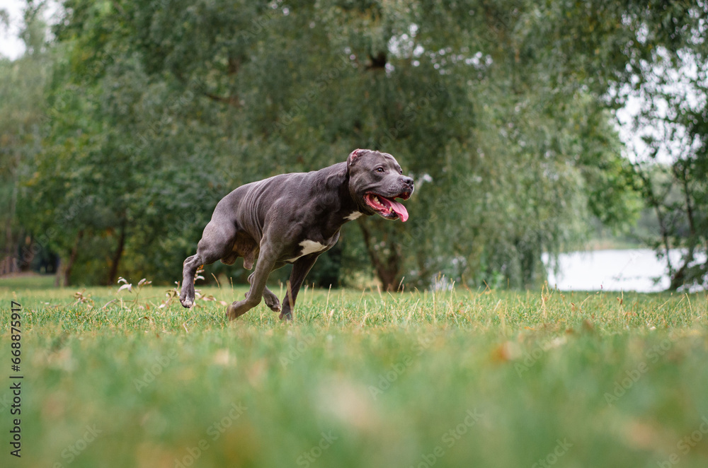 Cute big gray pitbull dog is running on green grass in the summer or fall forest. American pit bull terrier autumn in the park Cute big gray pitbull dog is running on green grass in the summer or fall forest. American pit bull terrier autumn in the park