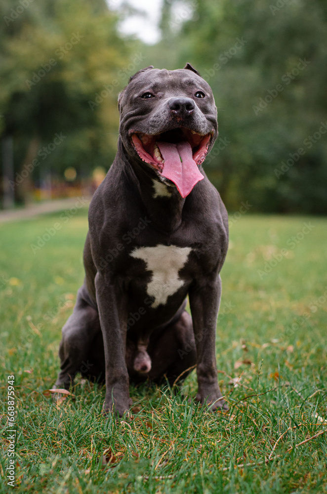 Cute big gray pitbull dog on green grass in the summer or fall forest. American pit bull terrier autumn in the park