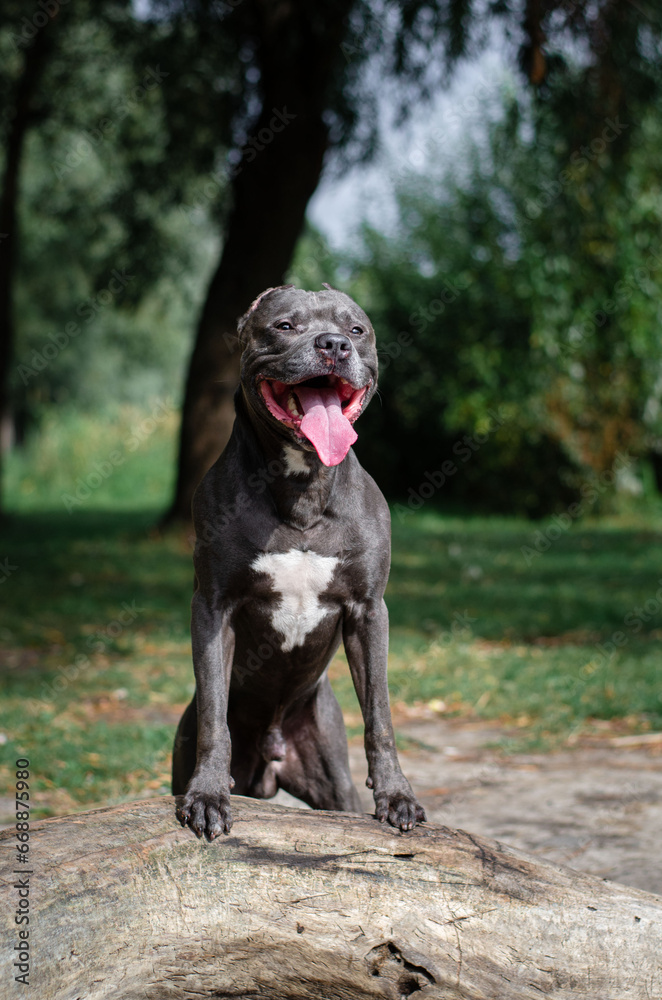 Cute big gray pitbull dog on wood on green grass in the summer or fall forest. American pit bull terrier autumn in the park Cute big gray pitbull dog on wood on green grass in the summer or fall forest. American pit bull terrier autumn in the park