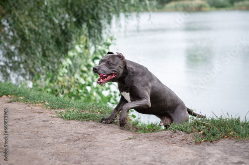 Cute big gray pitbull dog comes out of the water from the lake on green grass in the summer or fall forest. American pit bull terrier autumn in the park © Anastasiia