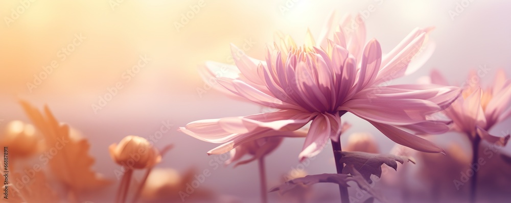 Fototapeta premium Close-up of a delicate dahlia flower bathed in soft pastel light.