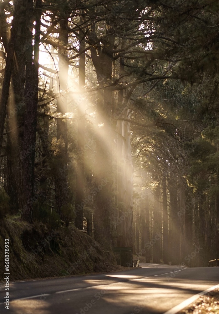 Obraz premium morning in the forest