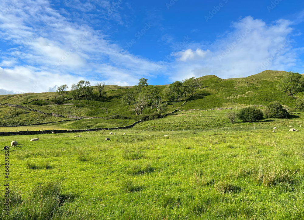 Early summer landscape in the Yorkshire Dales, with sheep high on the hill tops near, Halton Gill, Skipton, UK