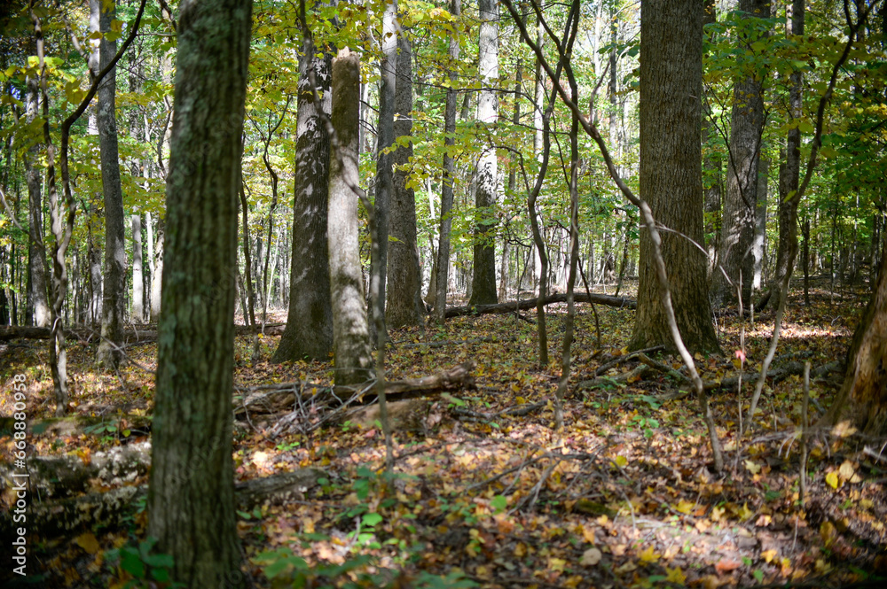 Fototapeta premium autumn in the woods