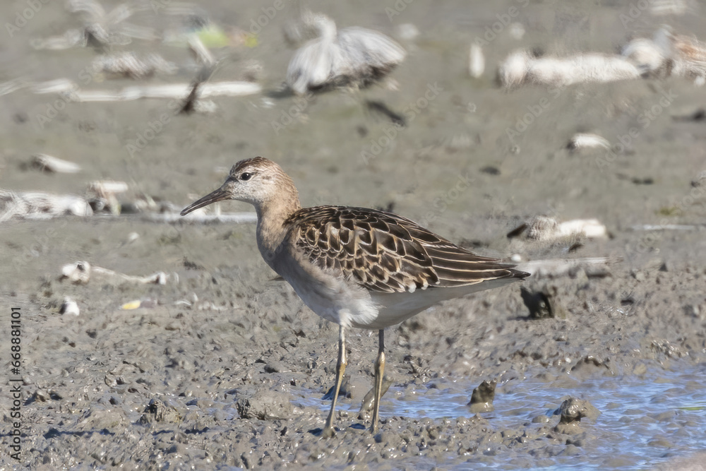 レンコン畑で餌を探すエリマキシギ レンコン畑で餌を探すエリマキシギ