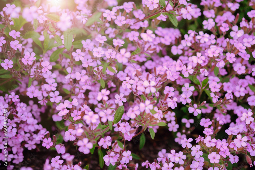 Rock soapwort flowers, saponaria ocymoides, can be used as natural background of pink flowers and green leaves.