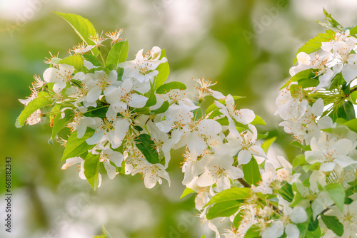 Malus hupehensis, an ornamental apple, flower buds on the tree in spring.