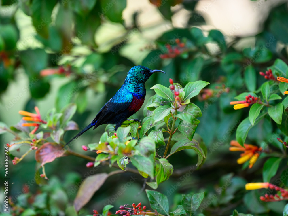 Red-chested Sunbird collecting nectar from the flowers