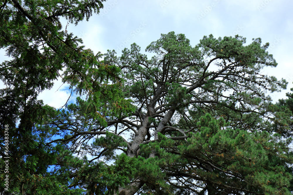 A view looking up at the branches and needles of pine trees in a woodland scene A view looking up at the branches and needles of pine trees in a woodland scene