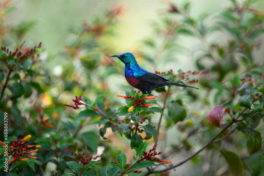 Red-chested Sunbird collecting nectar from the flowers Red-chested Sunbird collecting nectar from the flowers