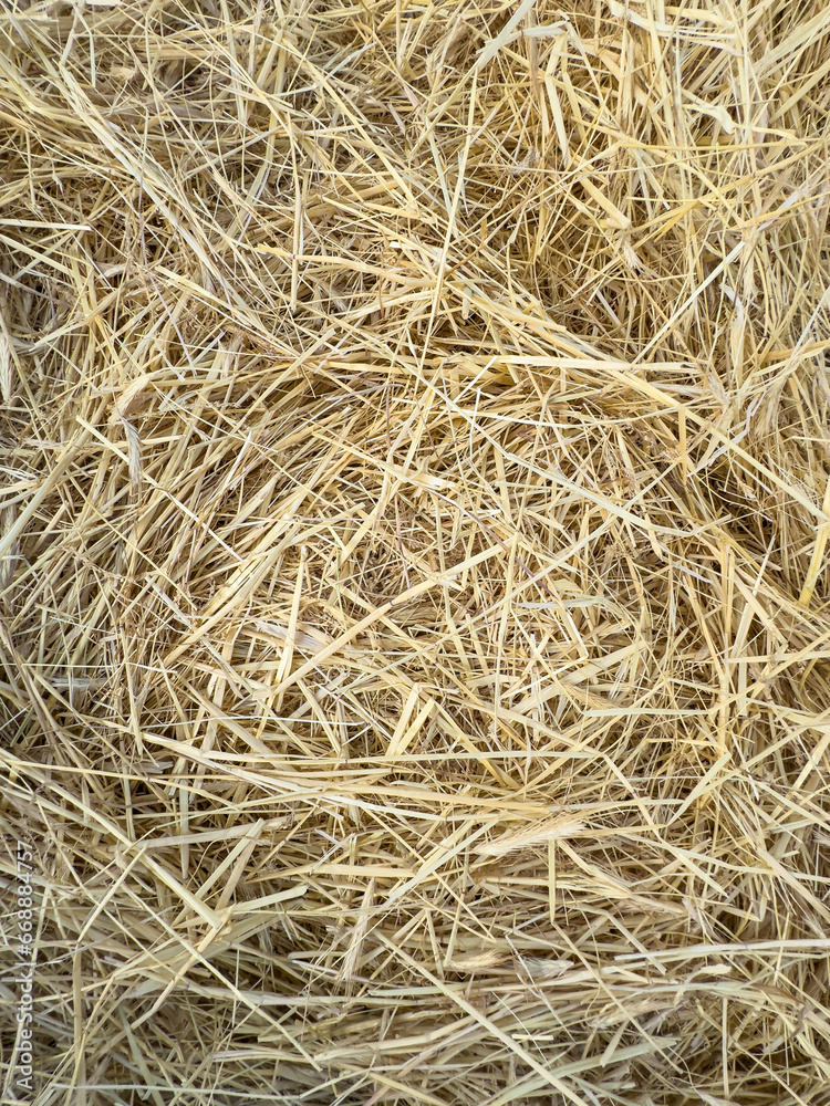 Hay Straw Close Up Background Texture