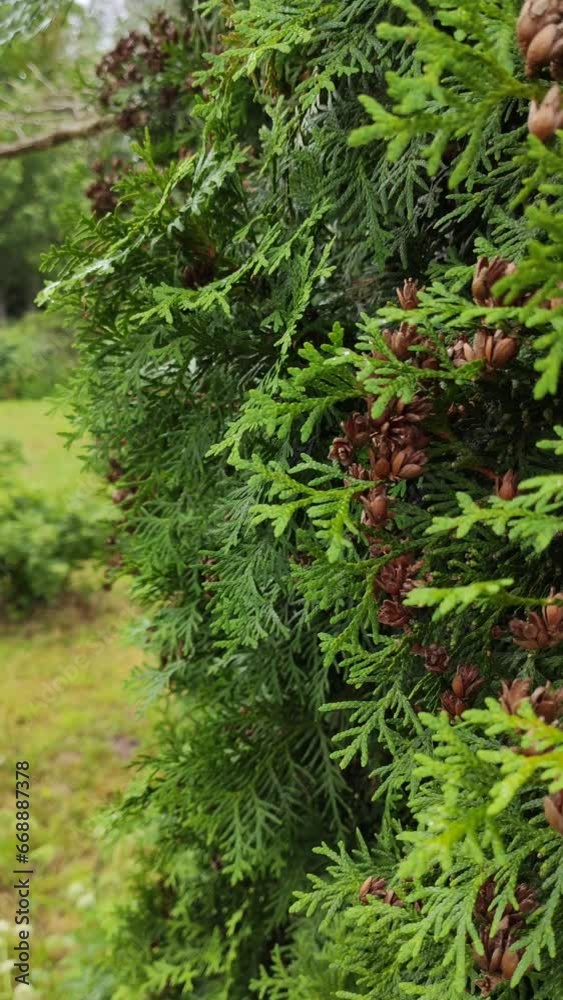 Thuja evergreen garden tree. 