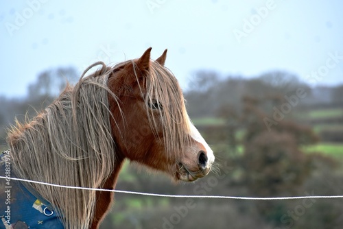 фотографія Portrait of a flaxen chestnut horse in a blanket