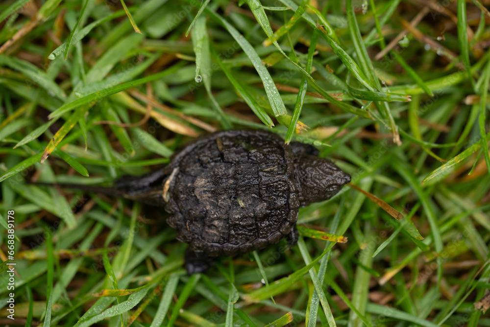 tiny baby common snapping turtle in grass very small turtle in grass with dew drops found in rural area of eastern ontario canada horizontal image room for type environmental reptile